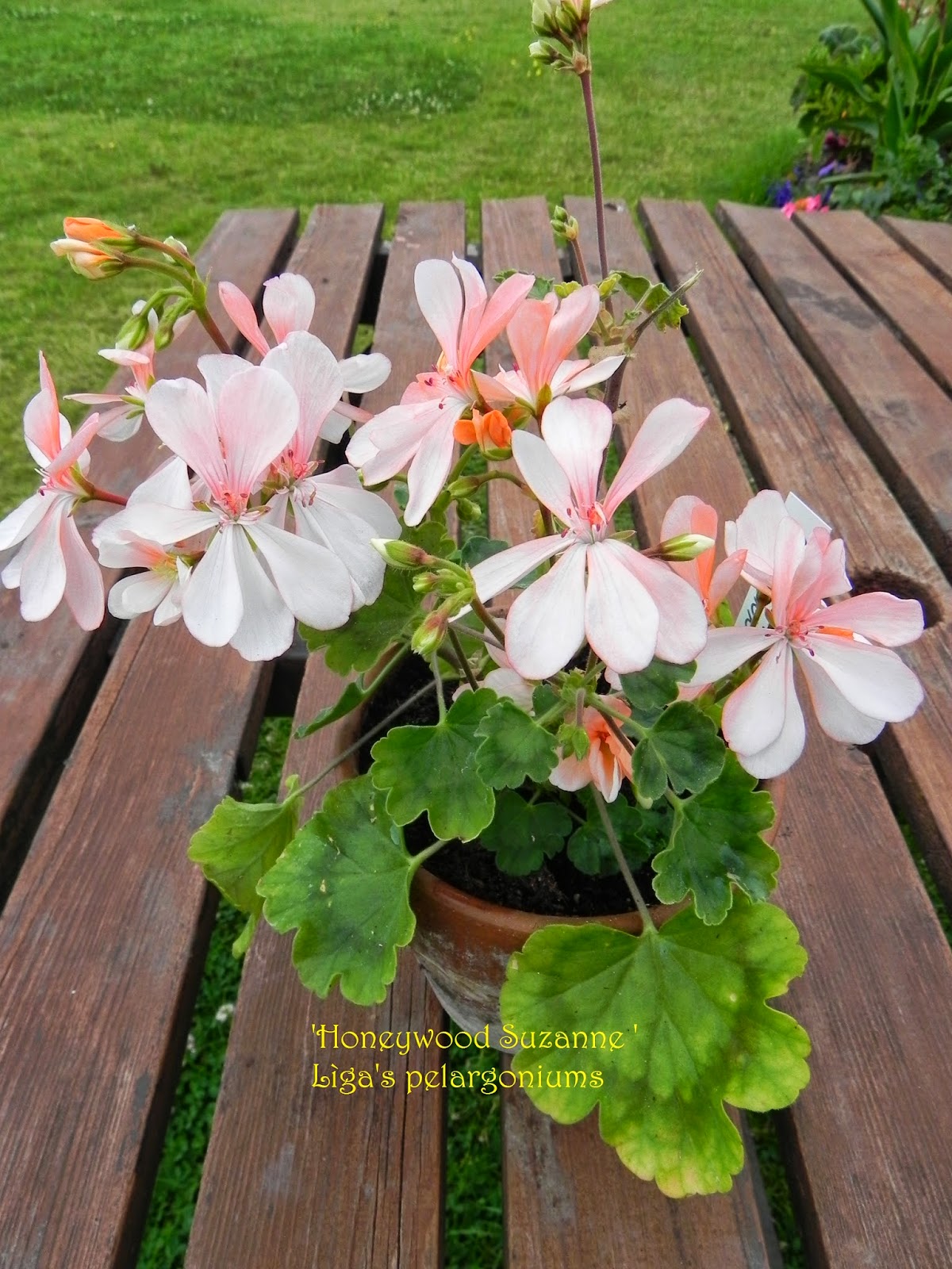 Пеларгония Honeywood Suzanne